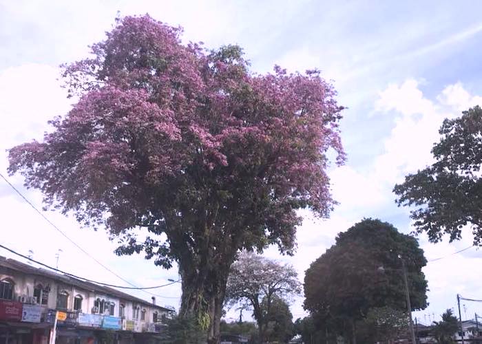 常夏のマレーシアにも春が マレーシアの桜のご紹介 気になる名前は 世界ウーマン 世界で働く女性のためのポータルサイト